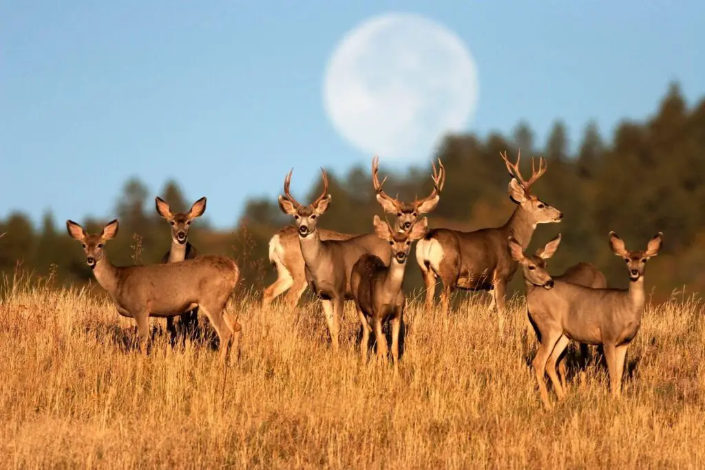 Do Coffee Grounds Keep Deer Away? What You Need to Know