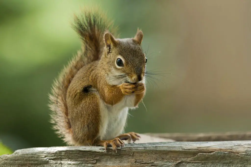 Do Coffee Grounds Keep Squirrels Away? The Power of Coffee Grounds