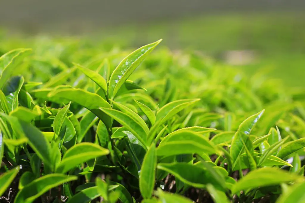 The Risks and Benefits of Eating Tea Leaves