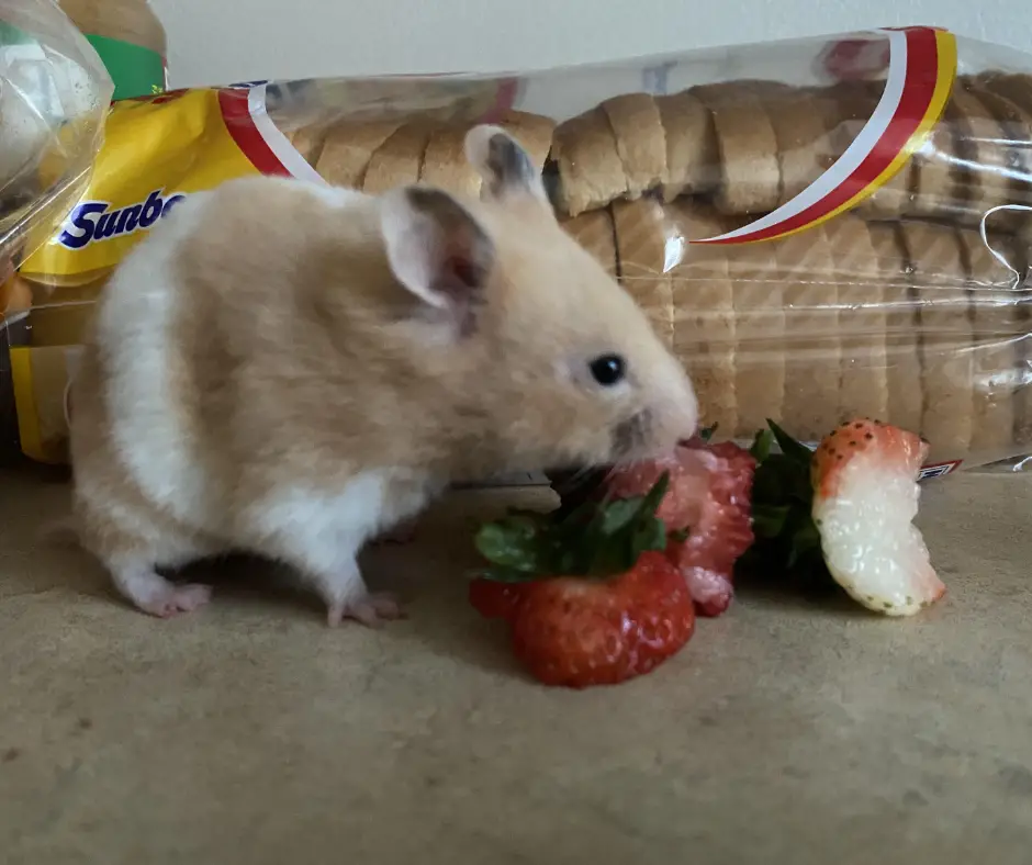 Can Hamsters Eat Strawberries? A Guide to Hamster Diets